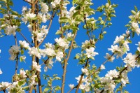 Blossoming of apple tree