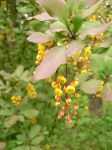 Barberry (Berberis vulgaris)