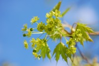 Norway Maple (Acer platanoides)