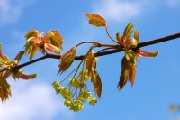 Norway Maple (Acer platanoides)