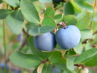 Bog Bilberry or Northern Bilberry (Vaccinium uliginosum)
