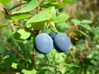 Bog Bilberry or Northern Bilberry (Vaccinium uliginosum)