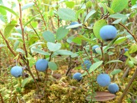 Bog Bilberry or Northern Bilberry (Vaccinium uliginosum)