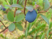 Bog Bilberry or Northern Bilberry (Vaccinium uliginosum)