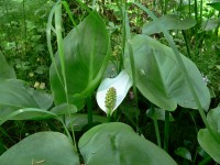Bog Arum, Marsh Calla (Calla palustris)