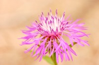 Cártamo silvestre (Centaurea jacea)