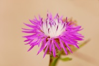 Cártamo silvestre (Centaurea jacea)