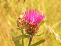 Cártamo silvestre (Centaurea jacea)