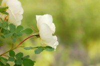 Burnet Rose (Rosa pimpinellifolia)