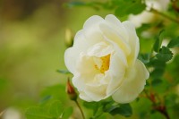 Burnet Rose (Rosa pimpinellifolia)