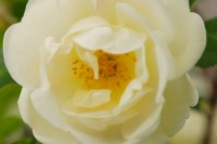 Burnet Rose (Rosa pimpinellifolia)