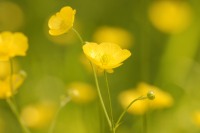 Buttercup (Ranunculus acris)