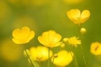 Buttercup (Ranunculus acris)