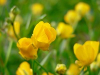 Buttercup (Ranunculus acris)