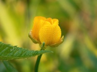 Buttercup (Ranunculus acris)