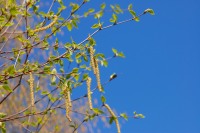 Catkins of birch