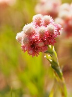 Antennaria dioica