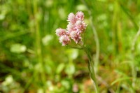 Antennaria dioica