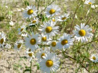 Manzanilla común o camomila (Matricaria recutita)