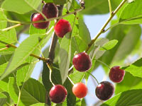 Sour cherry (Prunus cerasus)