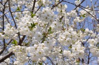 Sour cherry (Prunus cerasus)