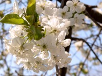 Sour cherry (Prunus cerasus)