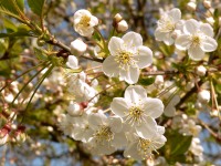 Sour cherry (Prunus cerasus)