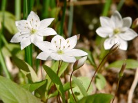 Chickweed Wintergreen or Arctic Starflower (Trientalis europaea)