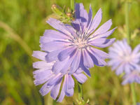 Achicoria (Cichorium intybus)
