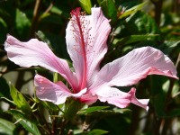 Chinese hibiscus, China rose (Hibiscus rosa-sinensis)