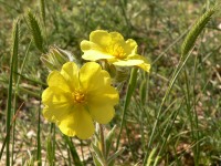 Cinquefoil (Potentilla taurica)