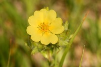 Cinquefoil (Potentilla taurica)