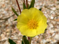 Cinquefoil (Potentilla taurica)