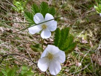 Cloudberry (Rubus chamaemorus)