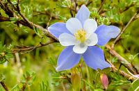 Colorado blue columbine (Aquilegia caerulea)