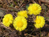 Coltsfoot (Tussilago farfara)