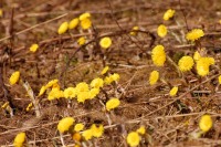 Fárfara o tusilago (Tussilago farfara)