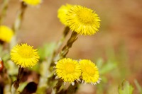 Fárfara o tusilago (Tussilago farfara)