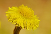 Fárfara o tusilago (Tussilago farfara)