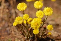 Fárfara o tusilago (Tussilago farfara)