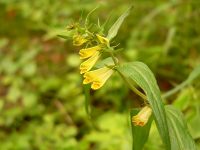 Common Cow-wheat (Melampyrum pratense)