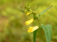 Common Cow-wheat (Melampyrum pratense)
