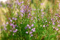 Common Heather (Calluna vulgaris)
