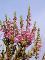 Common Heather (Calluna vulgaris)