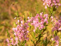 Common Heather (Calluna vulgaris)
