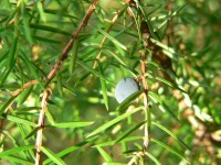 Common Juniper (Juniperus communis)