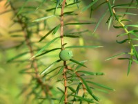 Common Juniper (Juniperus communis)