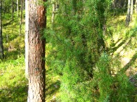 Common Juniper (Juniperus communis)