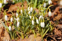 Common snowdrop (Galanthus nivalis)