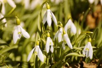 Common snowdrop (Galanthus nivalis)